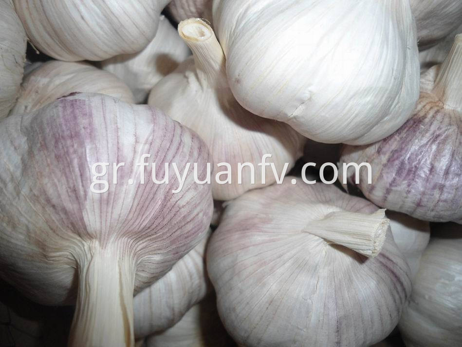 Normal White Garlic 30